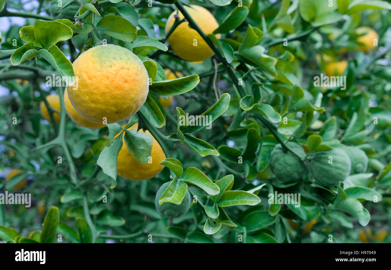 Arancio amaro giapponese immagini e fotografie stock ad alta risoluzione -  Alamy