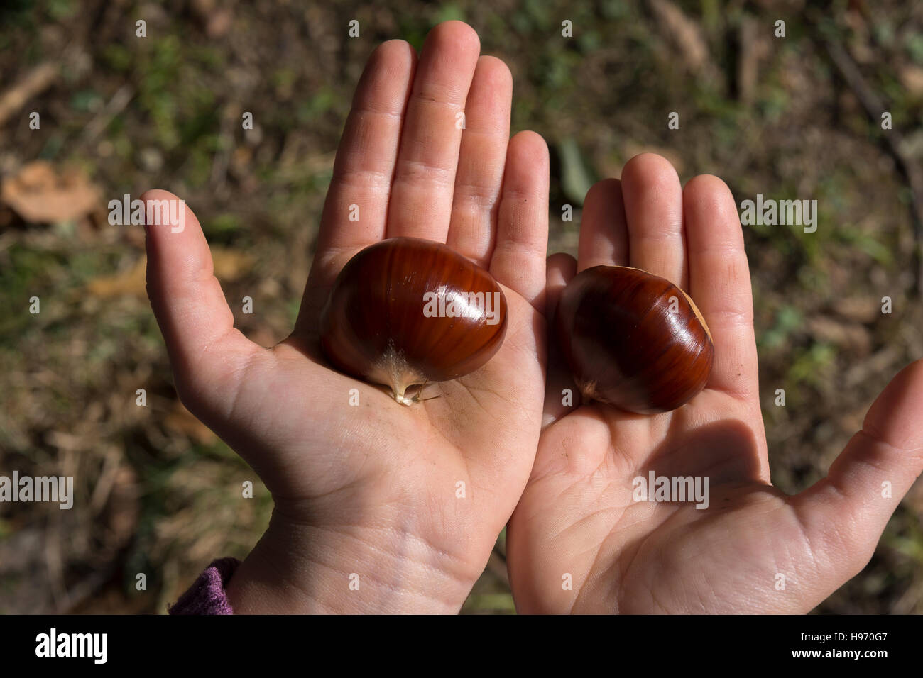 Le mani con le castagne in autunno Foto Stock