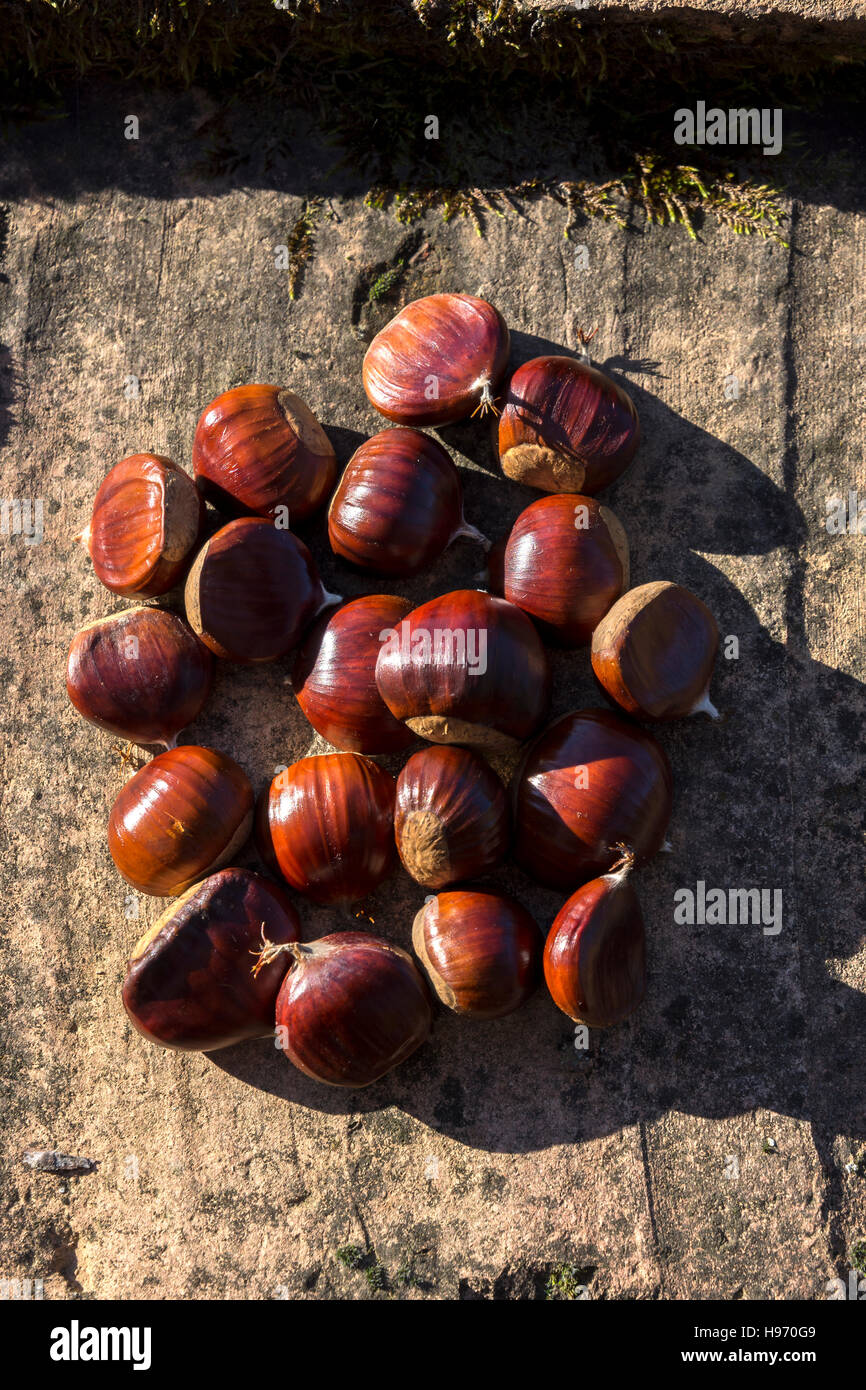 Le mani con le castagne in autunno Foto Stock