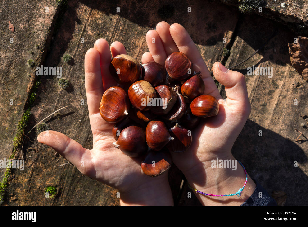 Le mani con le castagne in autunno Foto Stock