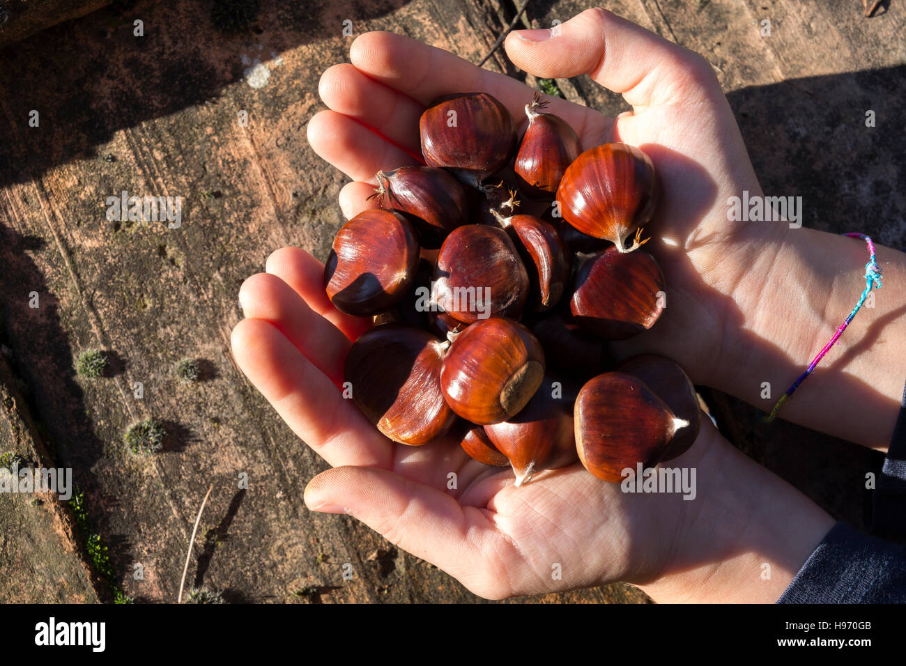 Le mani con le castagne in autunno Foto Stock