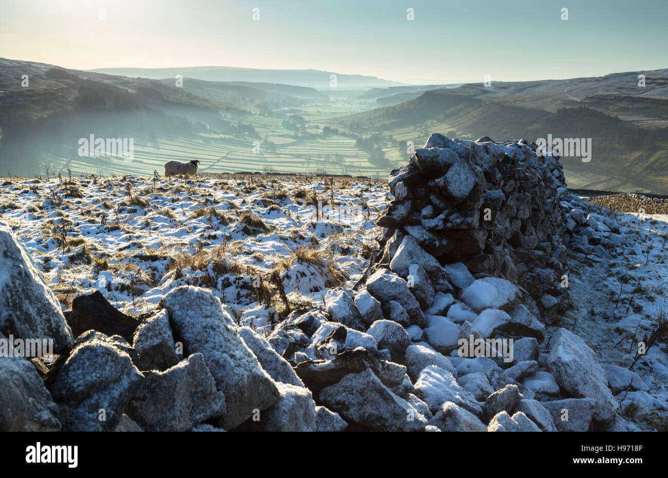 Vista su un caduto in pietra a secco verso la parete di una pecora solitario e giù di dale a Kettlewell, Wharfedale, Yorkshire Dales, REGNO UNITO Foto Stock Vista su un caduto in pietra a secco verso la parete di una pecora solitario e giù di dale a Kettlewell, Wharfedale, Yorkshire Dales, REGNO UNITO Foto Stock