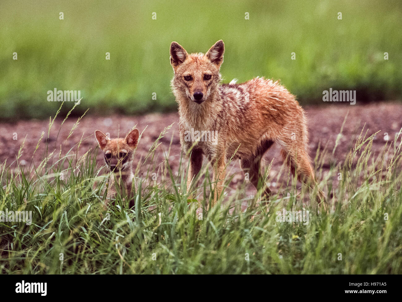 Jackal indiano,(Canis aureus indicus), femmina con cub,Velavadar Parco Nazionale,Gujarat, India Foto Stock