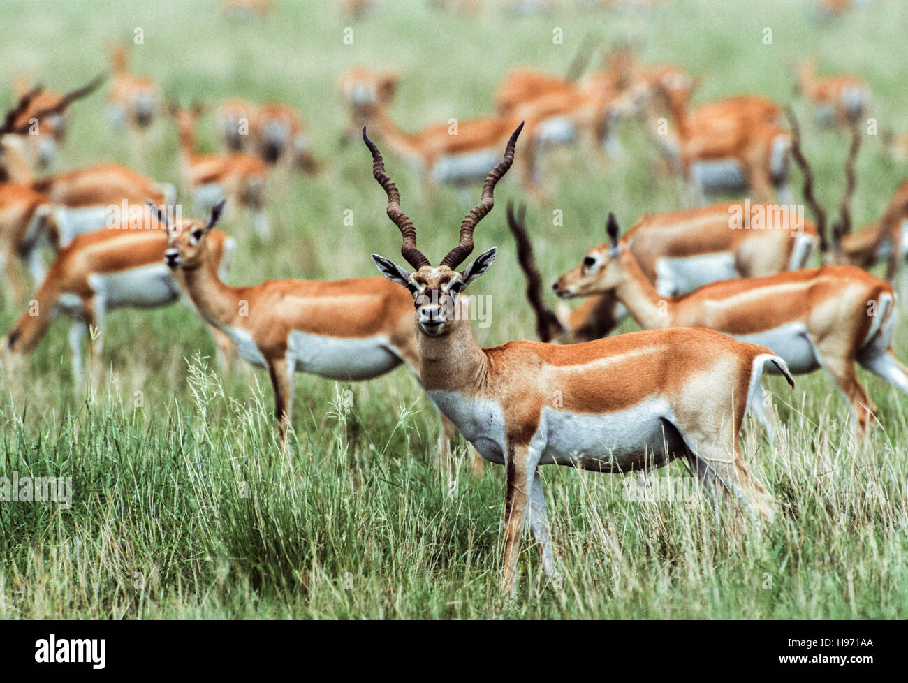 Blackbuck indiano,(Antilope cervicapra),mandria mista di maschi e femmine pascolare sui prati plain,Velavadar,Gujarat, India Foto Stock