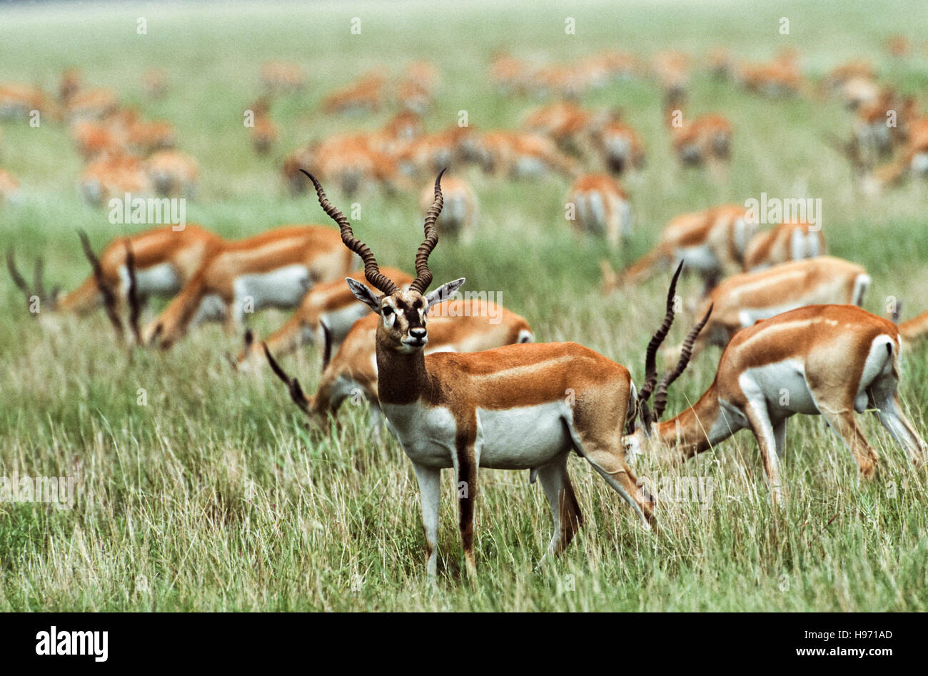 Blackbuck indiano,(Antilope cervicapra),mandria mista di maschi e femmine pascolare sui prati plain,Velavadar,Gujarat, India Foto Stock