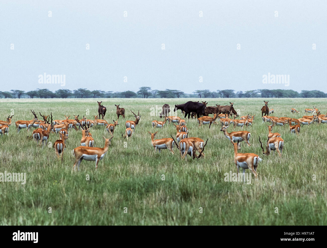 Blackbuck indiano,(Antilope cervicapra), e Nilgai, (Boselaphus tragocamelus), Blackbuck National Park, Velavadar, Gujarat, India Foto Stock