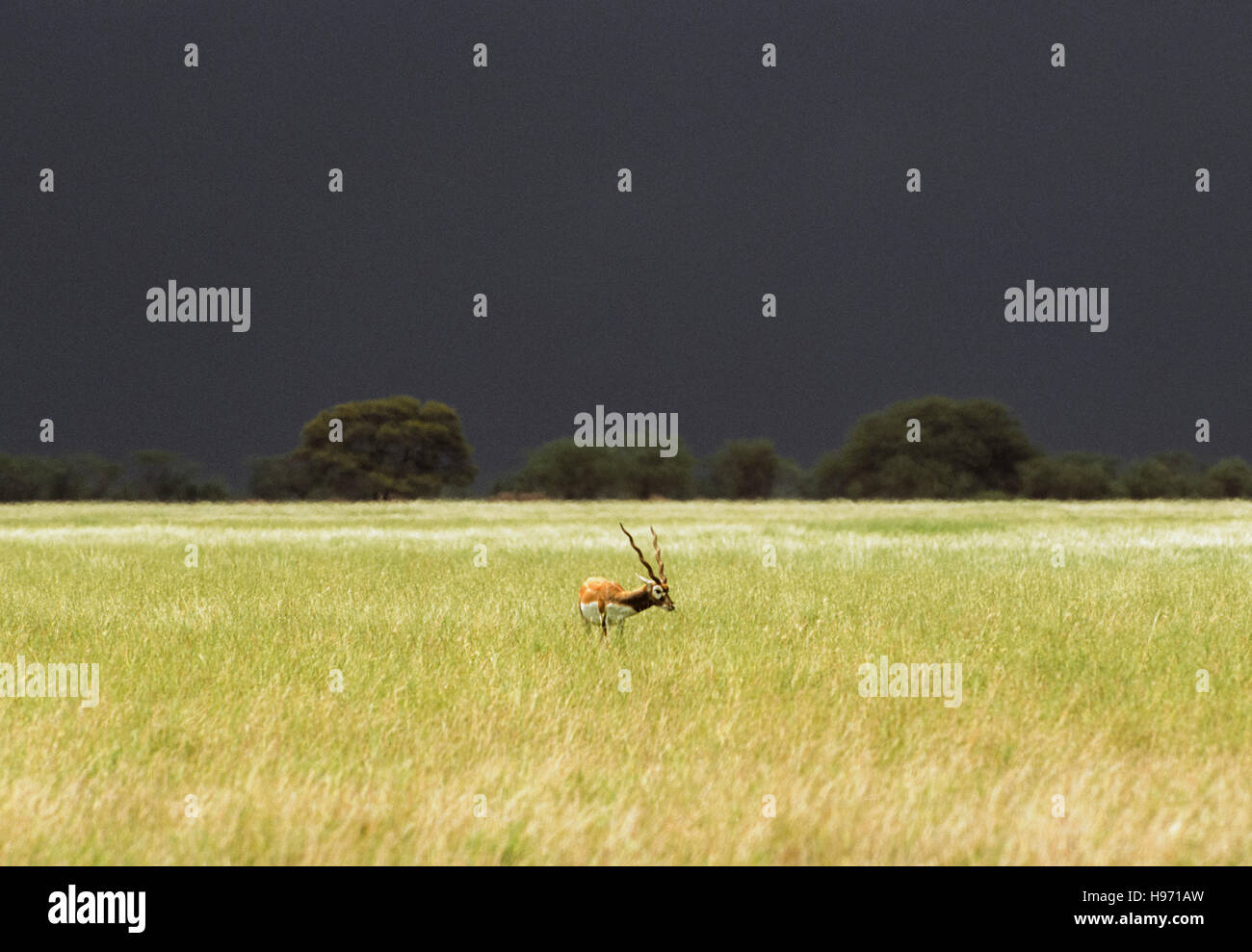 Blackbuck indiano, (Antilope cervicapra), singolo buck (maschio) sulle pianure erbose,Blackbuck Parco Nazionale,Velavadar,Gujarat, India Foto Stock
