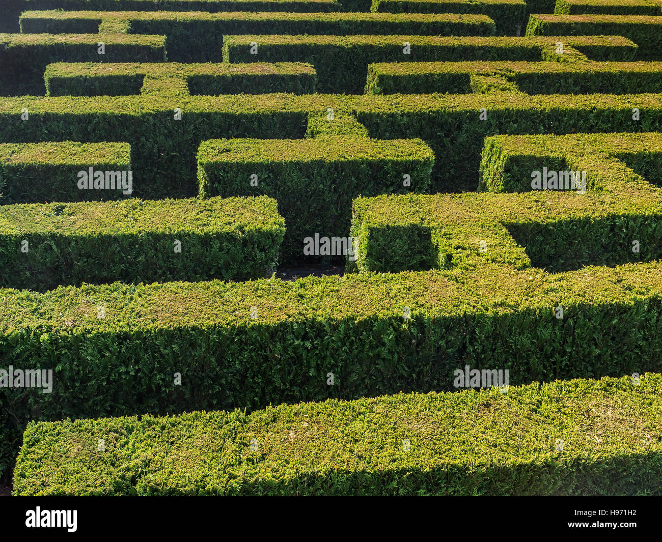 Siepe formata nel labirinto tradizionale Foto Stock