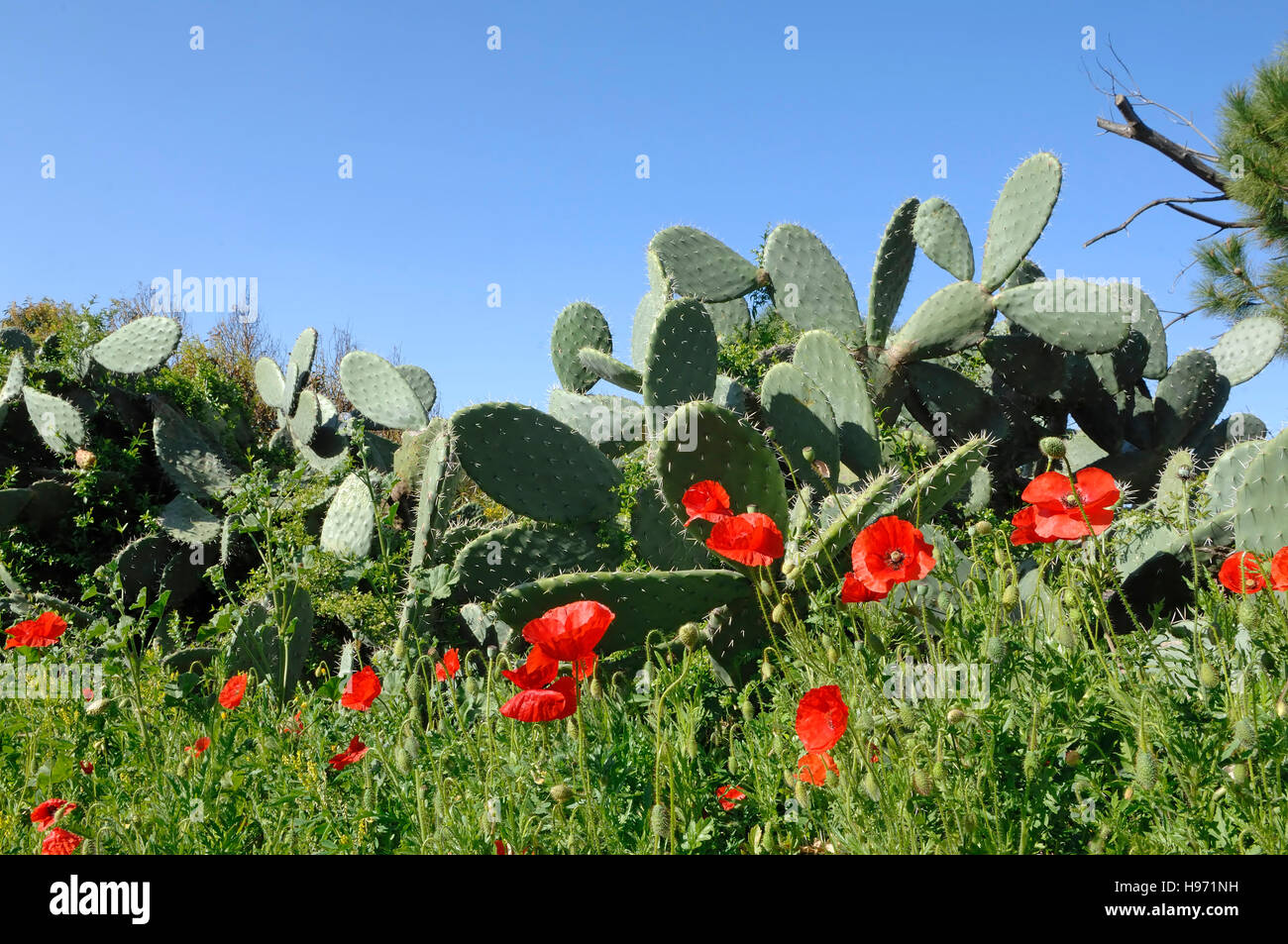 Papaver rhoeas, mais di papavero in campi della Sardegna, Italia Foto Stock