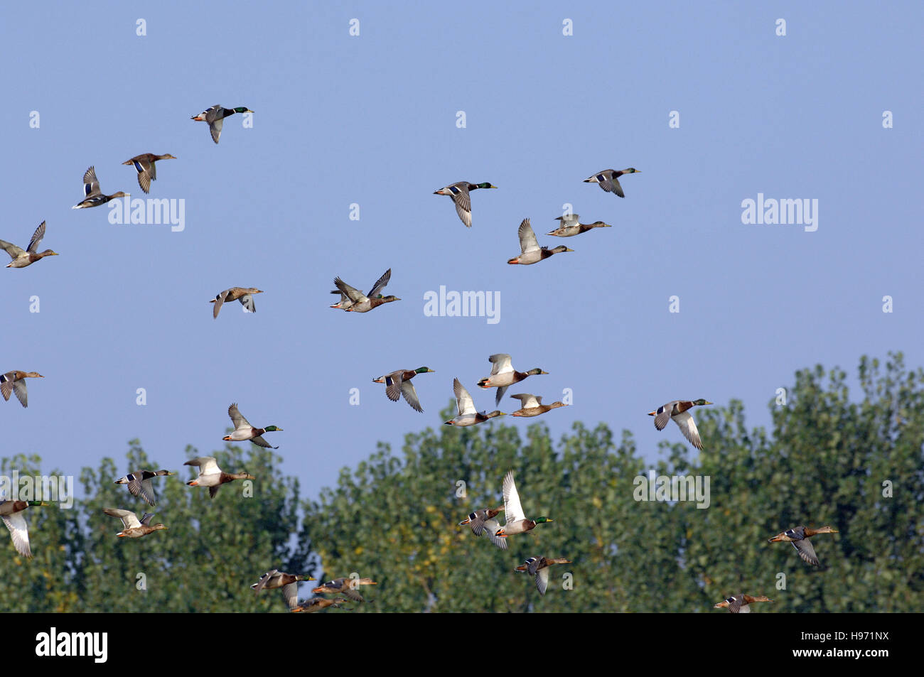 Anas platyrhynchos, Germano reale o anatra selvatica in flyng Mari e Pauli pond, Sardegna Foto Stock