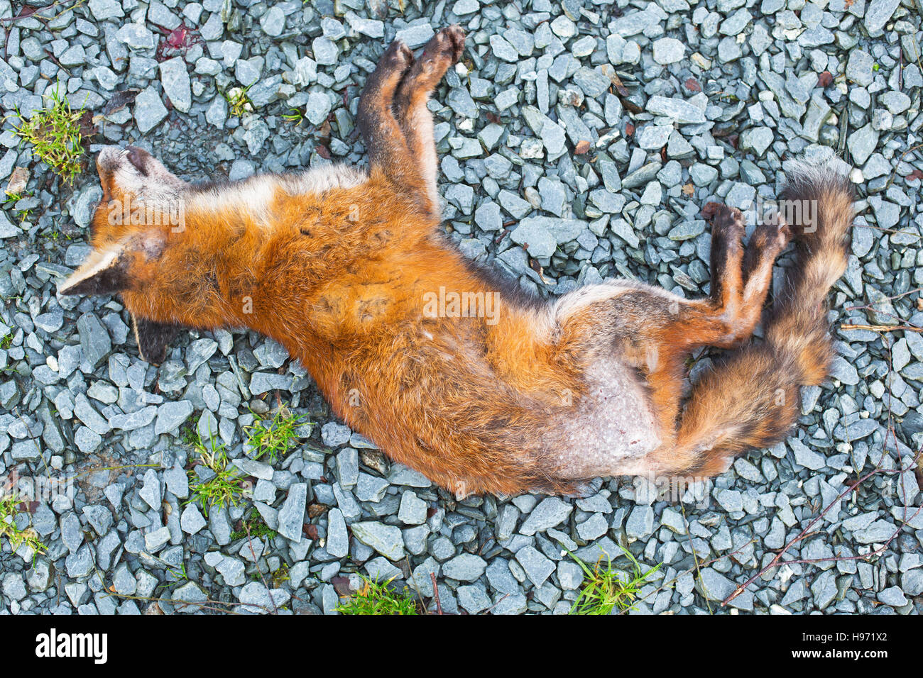 Un morto con fox rogna sarcoptica Foto Stock