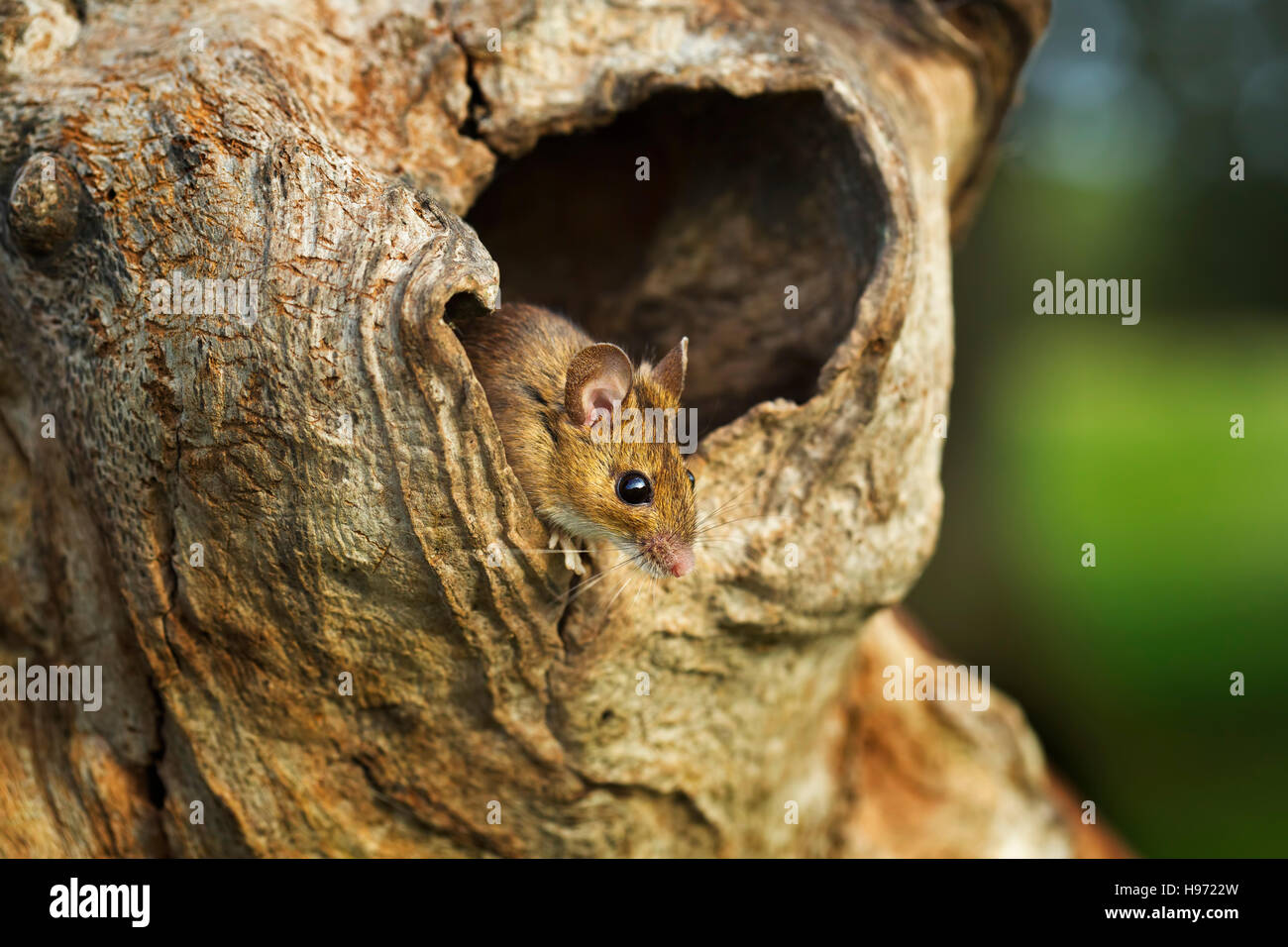Legno - Mouse Apodemus sylvaticus o lunga coda di topo di campo Foto Stock