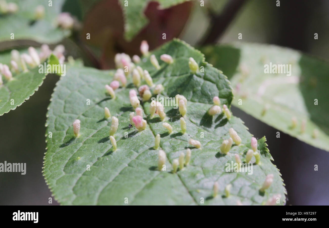 Galli sono anormali bird-ciliegio growths causata da vari organismi  insetti, acari e nematodi, funghi e batteri e virus Foto stock - Alamy