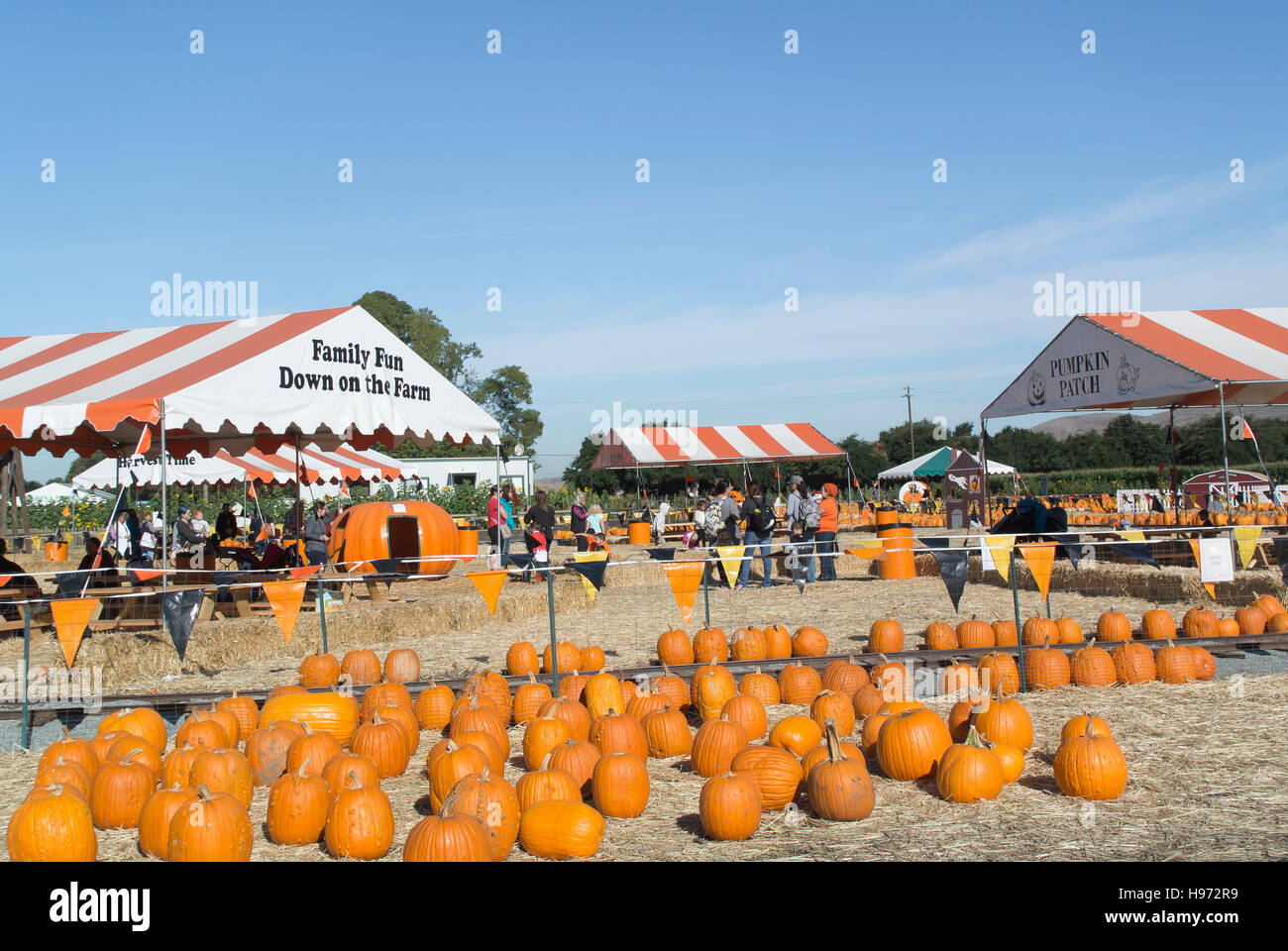 Famiglia Zucca Patch Foto Stock