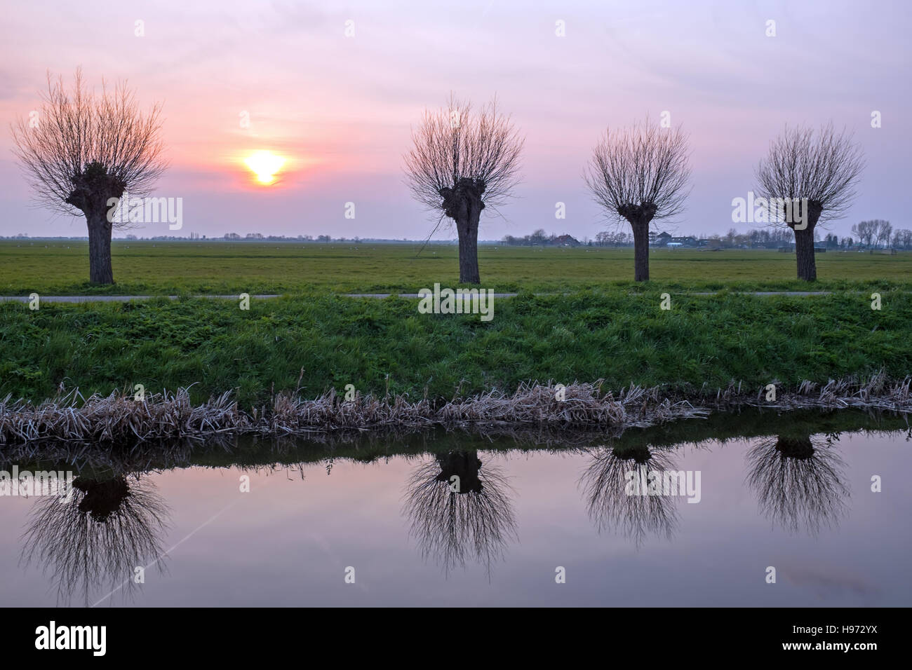 Salici ritagliata in un paesaggio olandese al tramonto Foto Stock
