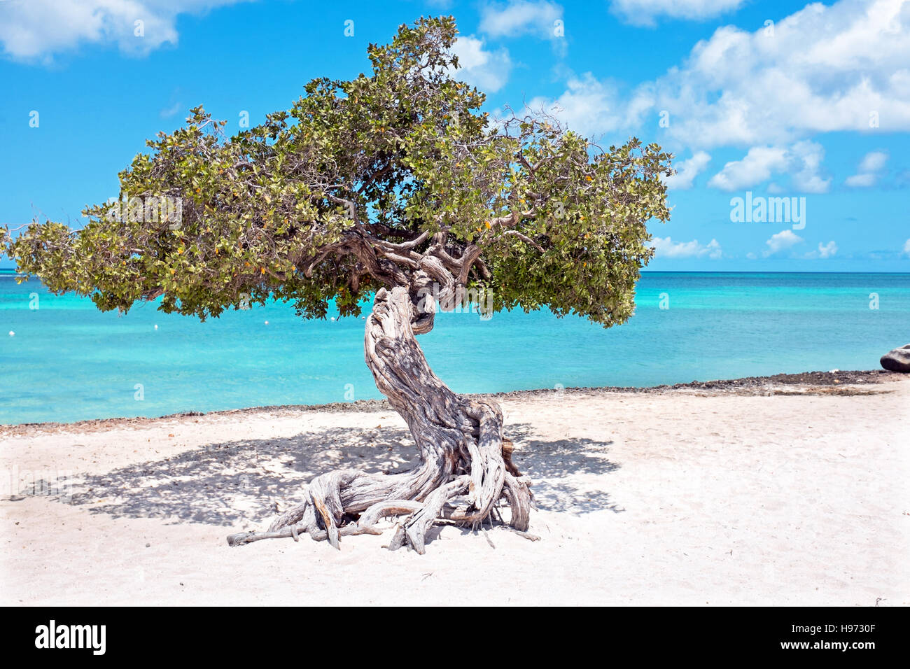 Divi divi tree su Aruba isola del Mar dei Caraibi Foto Stock