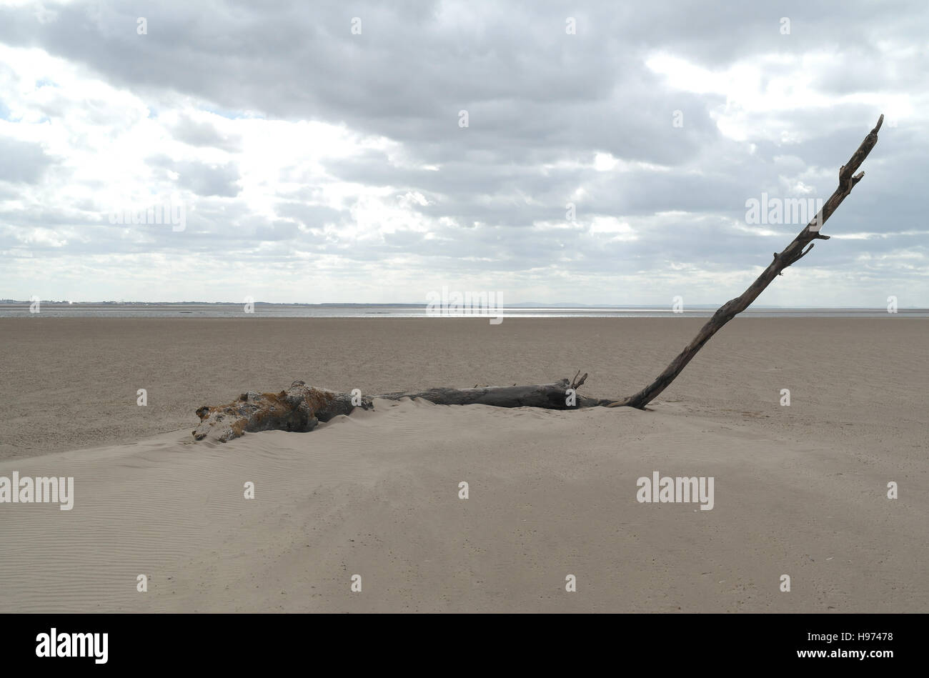 Nuvole grigie e visualizzare, a sud del fiume Ribble, wind-soffiato sabbia intorno al tronco di albero con alte ramo inclinato, Fairhaven Beach, Lytham Foto Stock