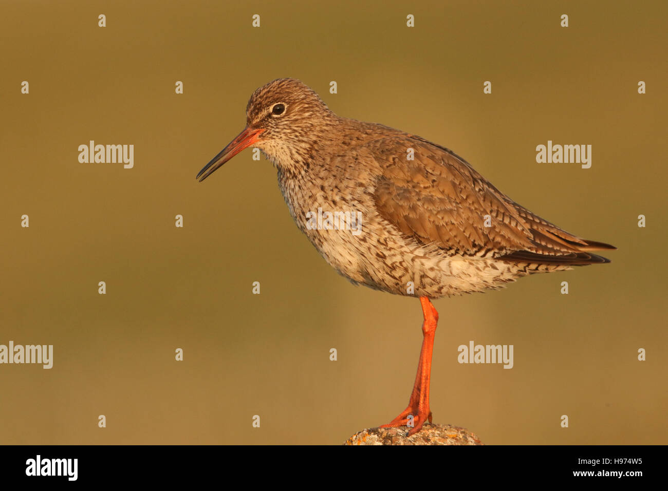 Un chiamante (Redshank Tringa totanus) appollaiato su un post in golden luce della sera. Foto Stock