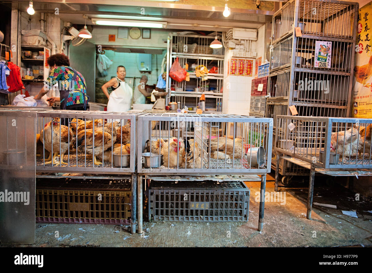 I polli vivi in vendita a Hong Kong mercato umido / Kowloon, Mong Kok Foto Stock