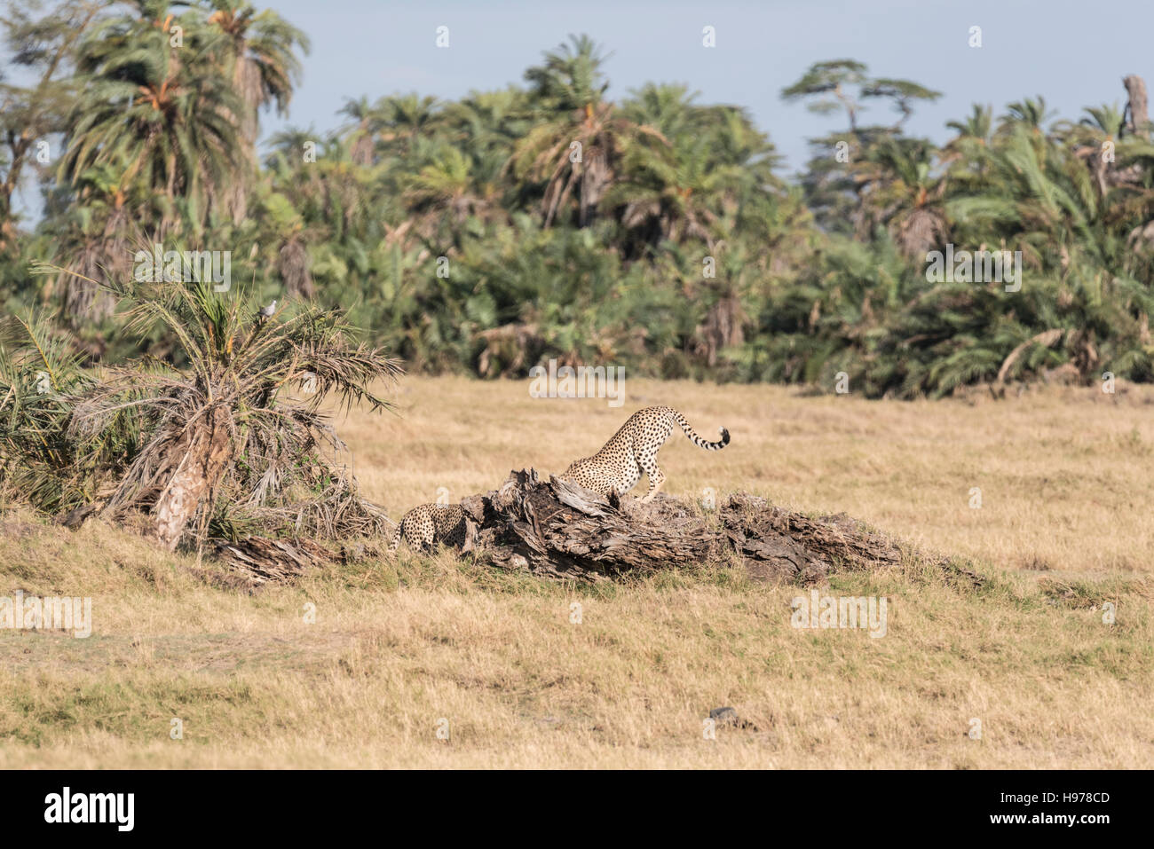 Due ghepardi svegliarsi e iniziare a muoversi Foto Stock