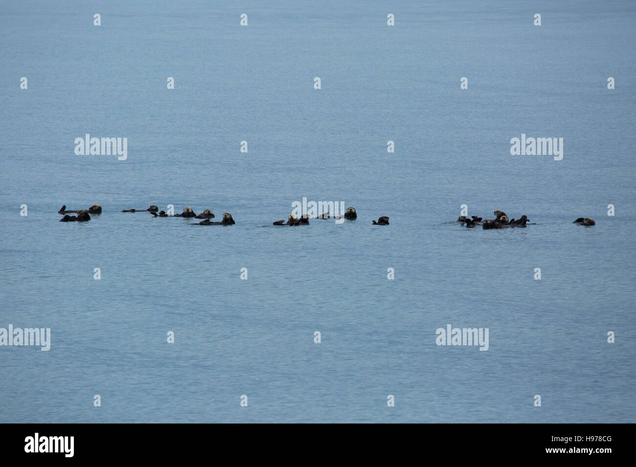 Le lontre marine in Alaska Foto Stock