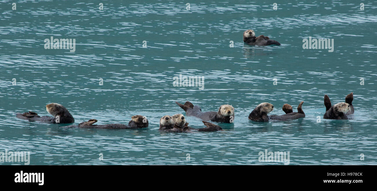 Le lontre marine in Alaska Foto Stock