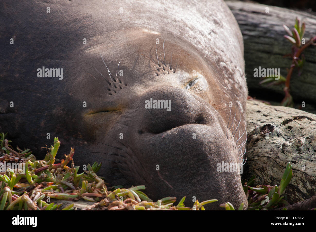 Close up di un elefante bull guarnizione di tenuta Foto Stock