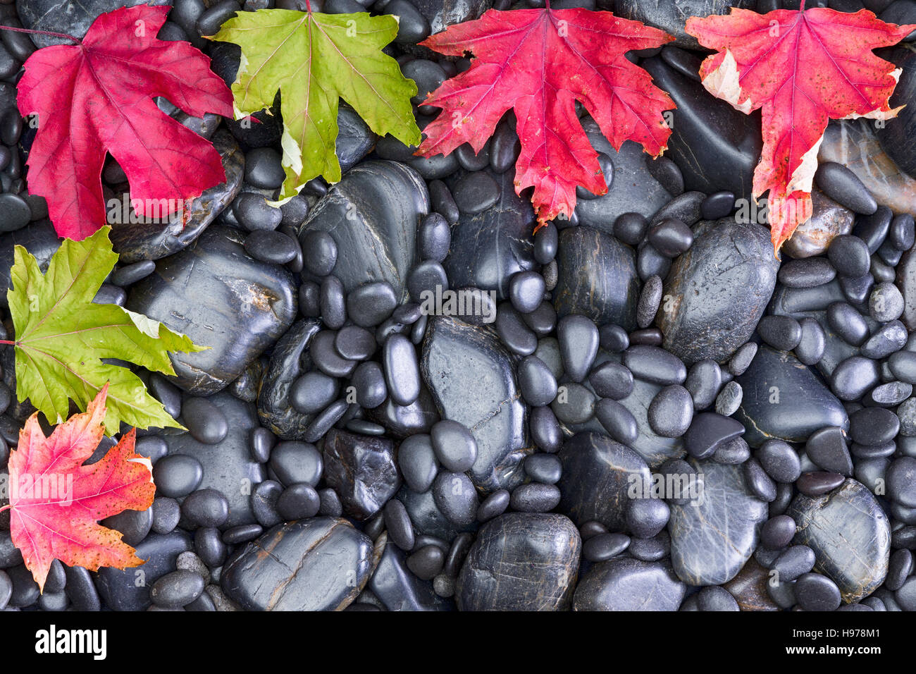 Vista concettuale di diverse dimensioni Black River rocce con bordo superiore colorato e foglie di autunno con copia dello spazio sul fondo, buona per il colore più chiaro dei font Foto Stock