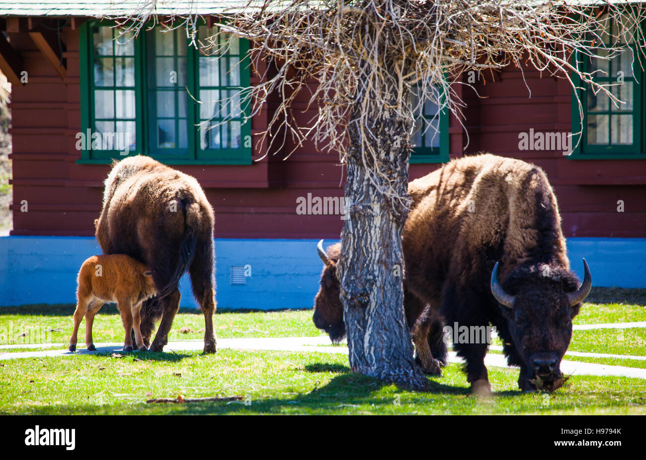 Bison e di vitelli su erba verde in una città nel parco nazionale di Yellowstone Foto Stock Bison e di vitelli su erba verde in una città nel parco nazionale di Yellowstone Foto Stock