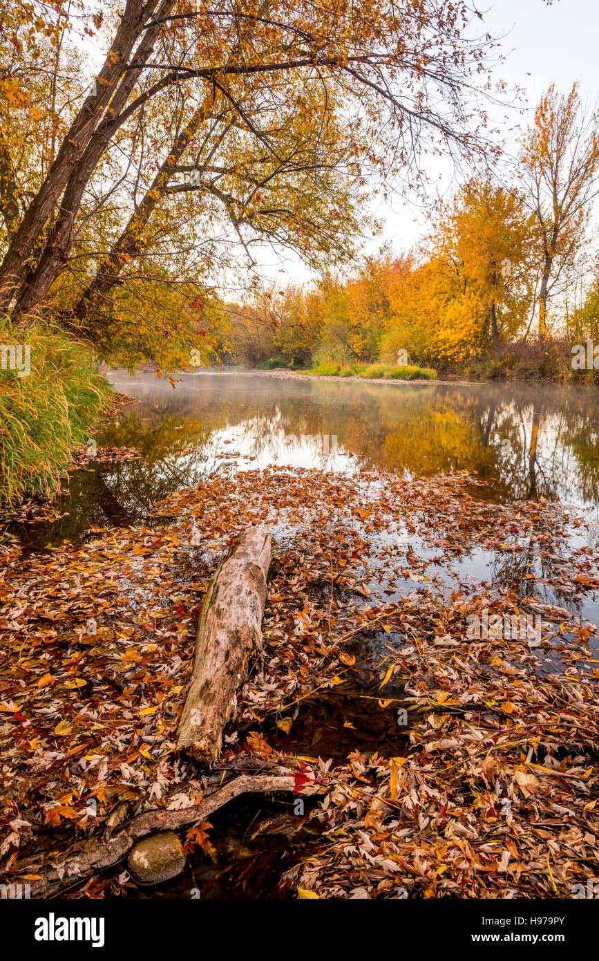 Accedere coperto di foglie di autunno e riflessioni Foto Stock