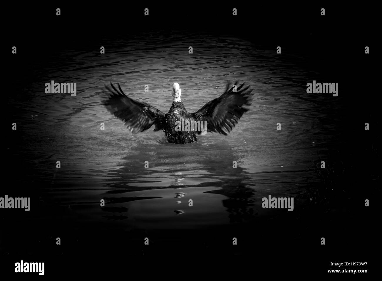 Potente in bianco e nero anatra sul fiume Foto Stock