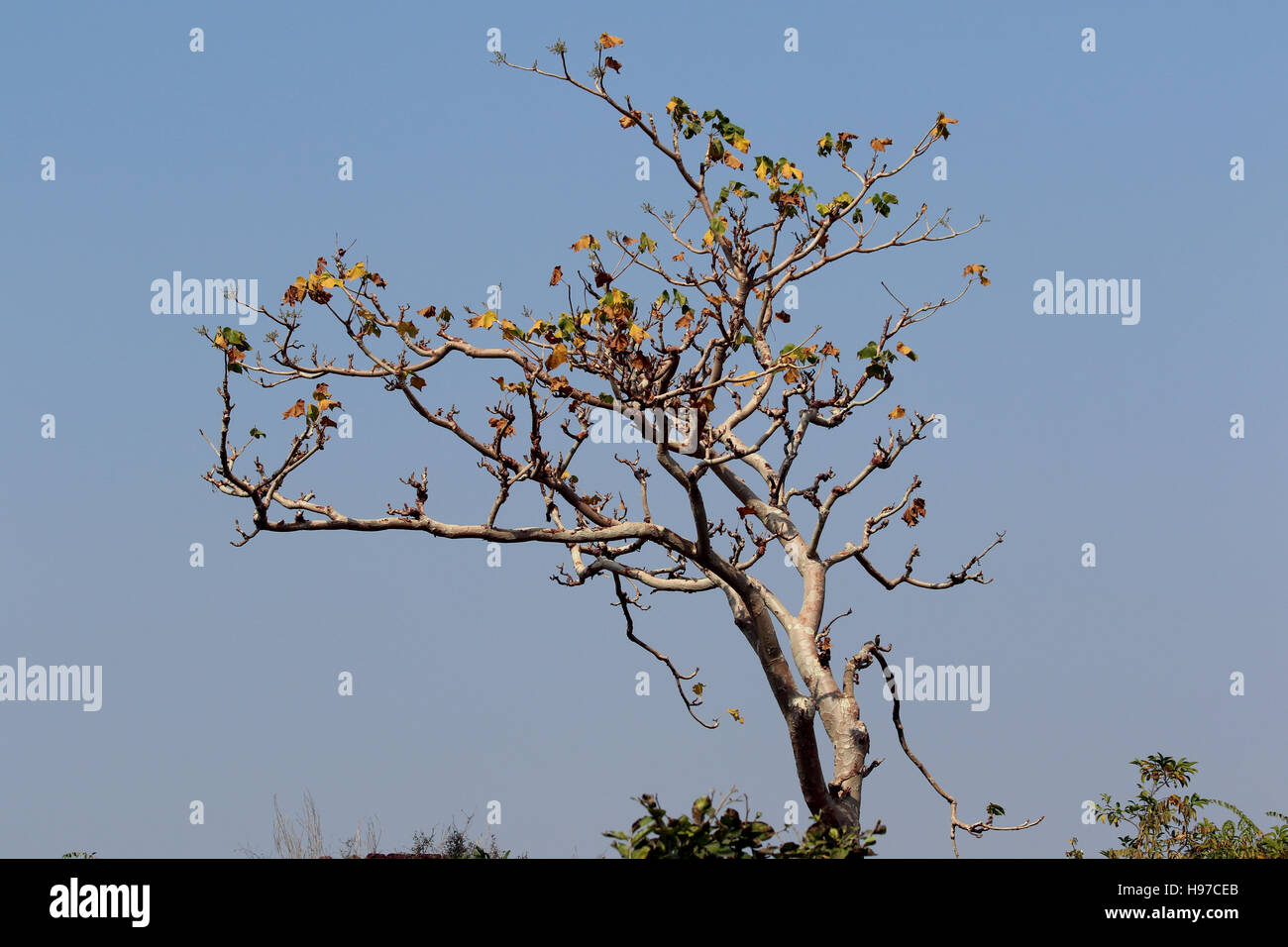Albero con meno foglie Foto Stock