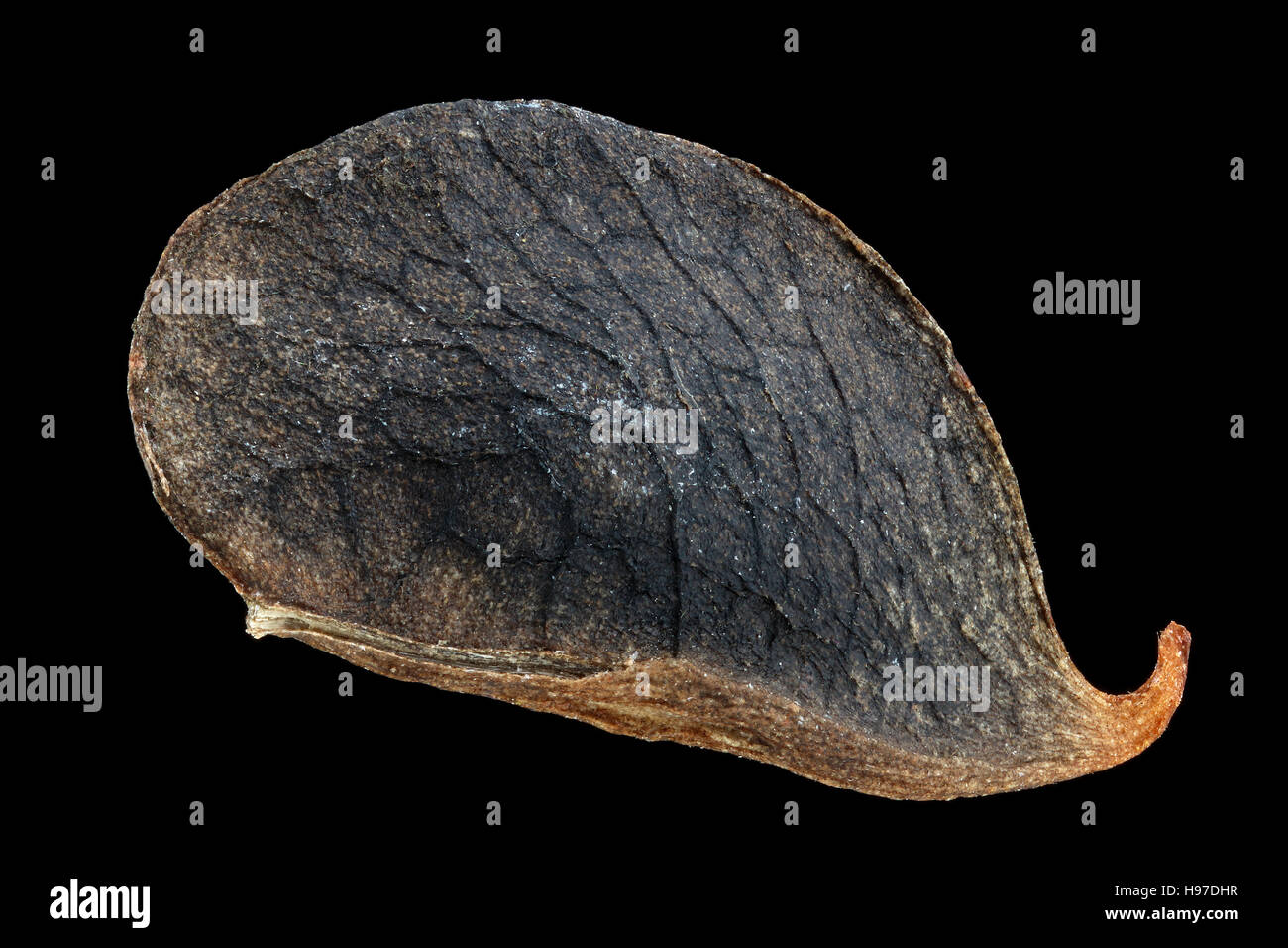 Anthyllis vulneraria, Rene veccia Wundklee, frutta, vicino, la dimensione dei frutti 6 mm Foto Stock