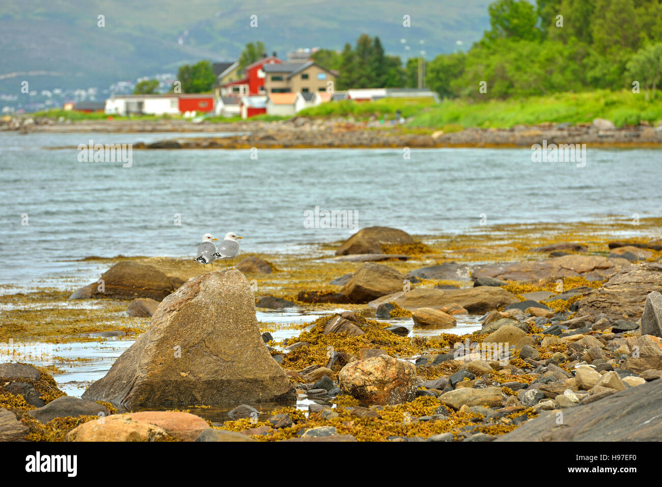 Europea di gabbiani reali (Larus argentatus). Tromso, Norvegia Foto Stock