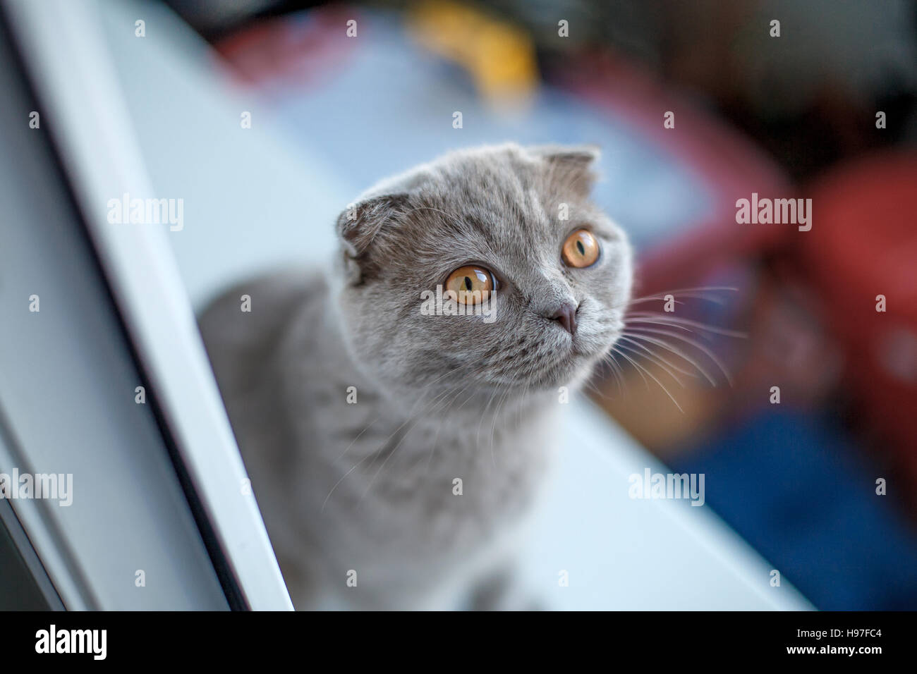 Ritratto di Scottish Fold gattino seduto sulla finestra, il fuoco selettivo Foto Stock