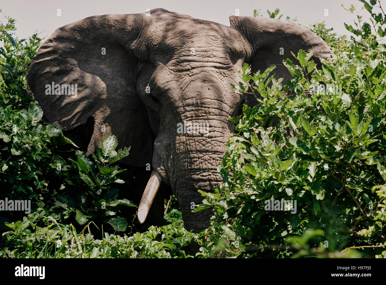 Elefante di carica freni attraverso lo scrubbing Foto Stock