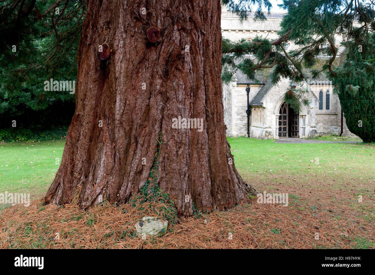 Gigantesco albero di sequoia nella chiesa di San Giorgio il sagrato, Evenley, Northamptonshire, England, Regno Unito Foto Stock