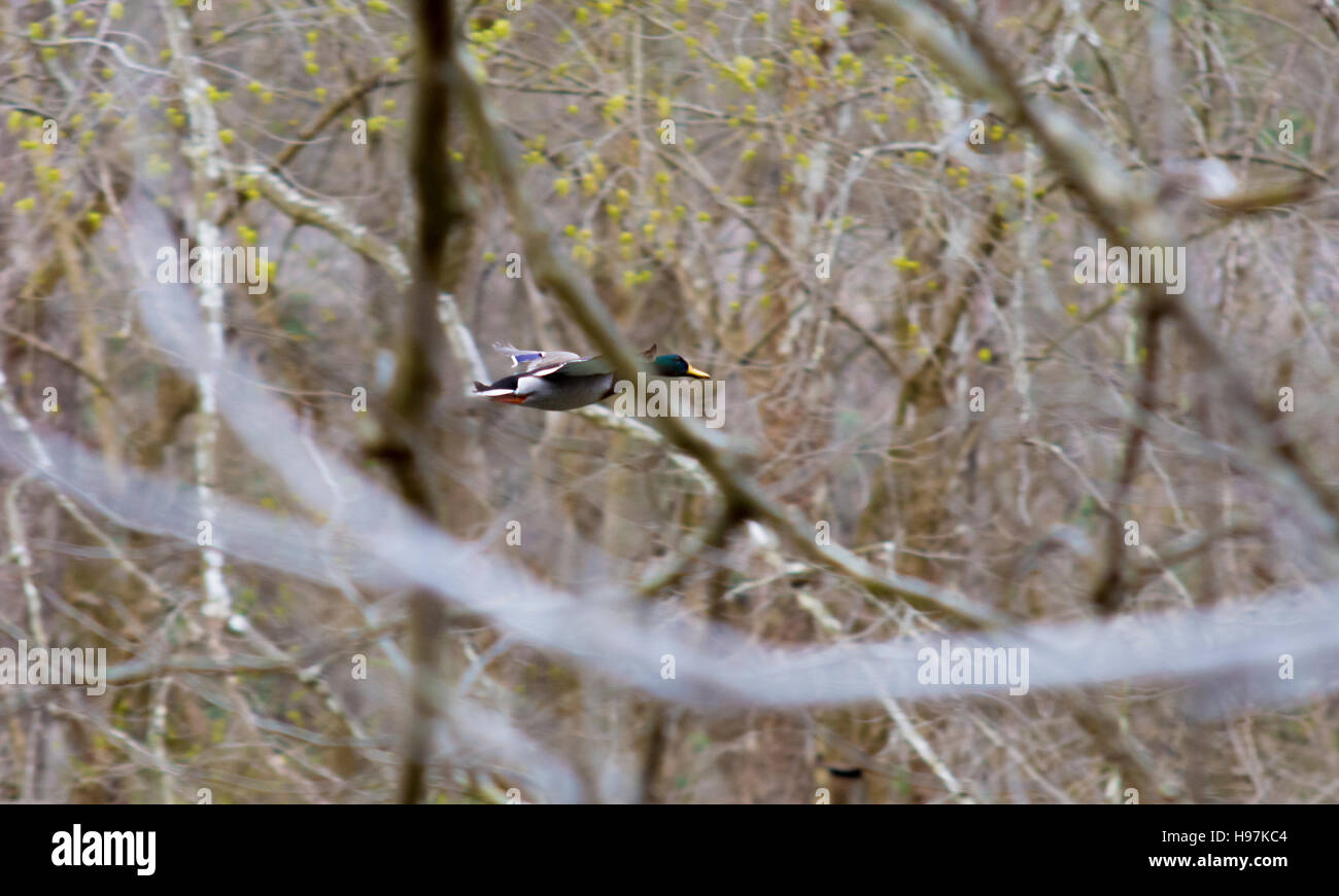 Mallard Duck volando attraverso il legname Foto Stock