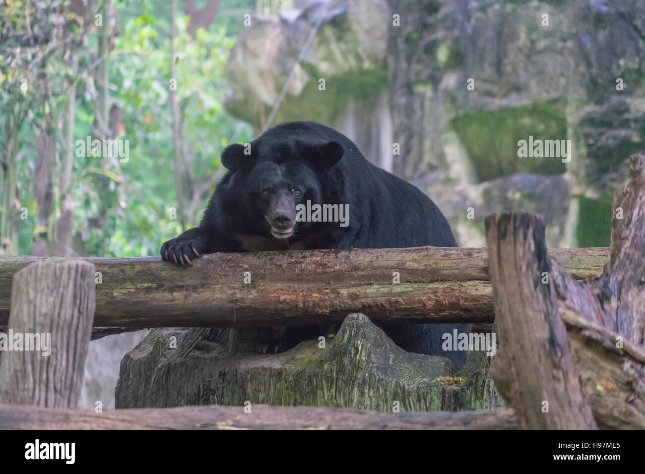 Arrabbiato orso nero, guardando sopra un recinto. Foto Stock