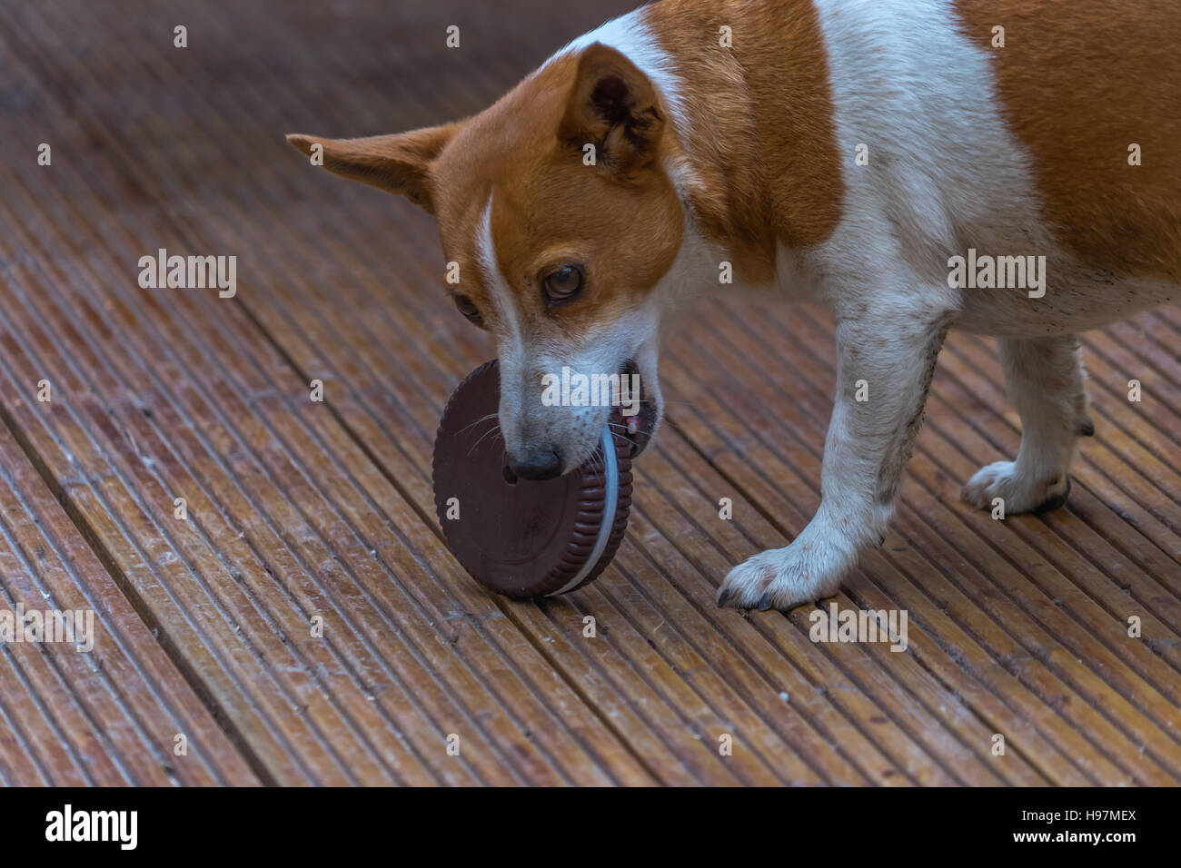 Che prende il biscotto, un jack russell terrier cerca di mangiare un grande biscotto di plastica. Foto Stock