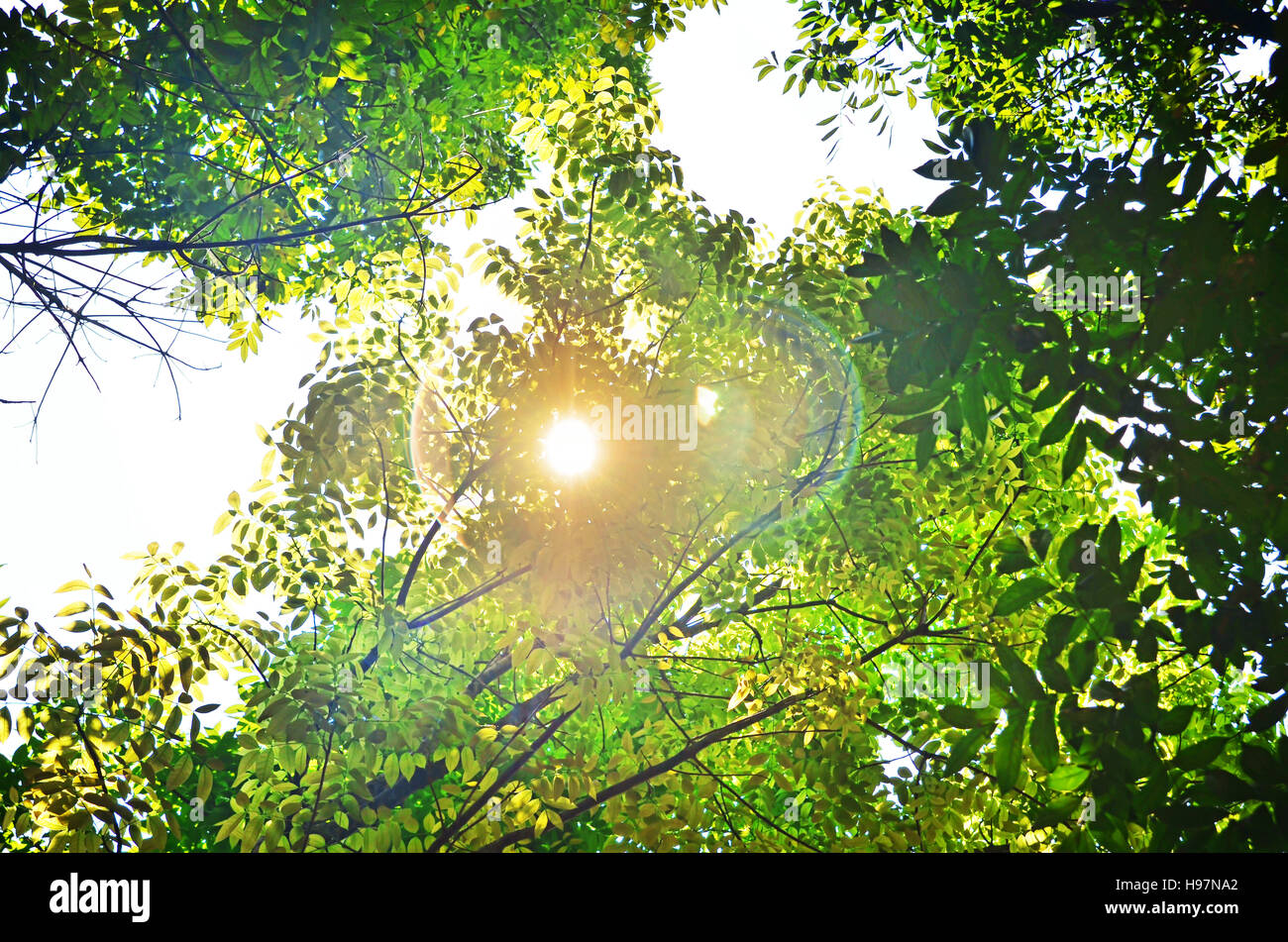 (Komorebi) sun ray penetra attraverso le foglie Foto Stock