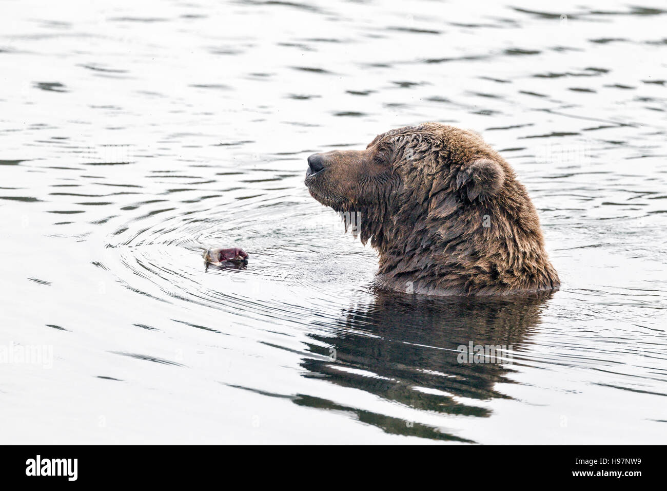 Femmina di orso bruno assaporerete salmoni in Katmai National Park, Alaska Foto Stock