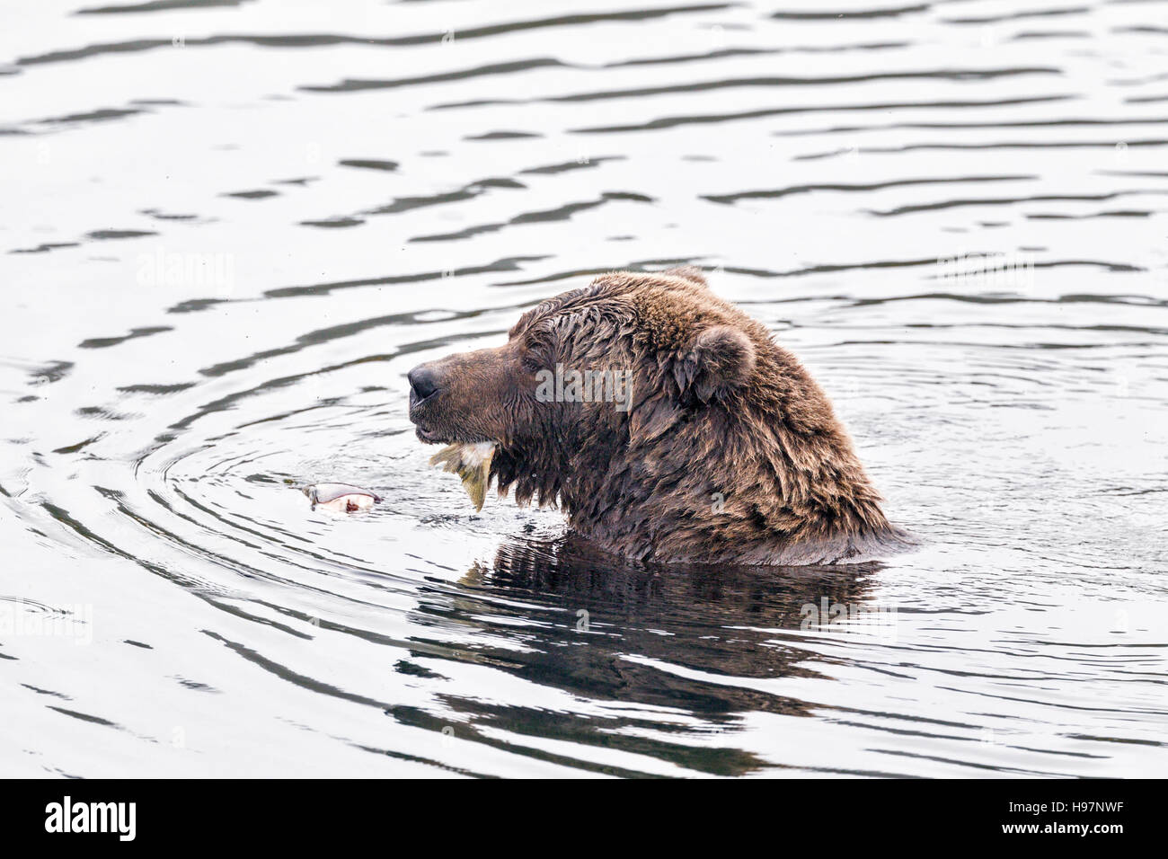 Femmina di orso bruno assaporerete salmoni in Katmai National Park, Alaska Foto Stock