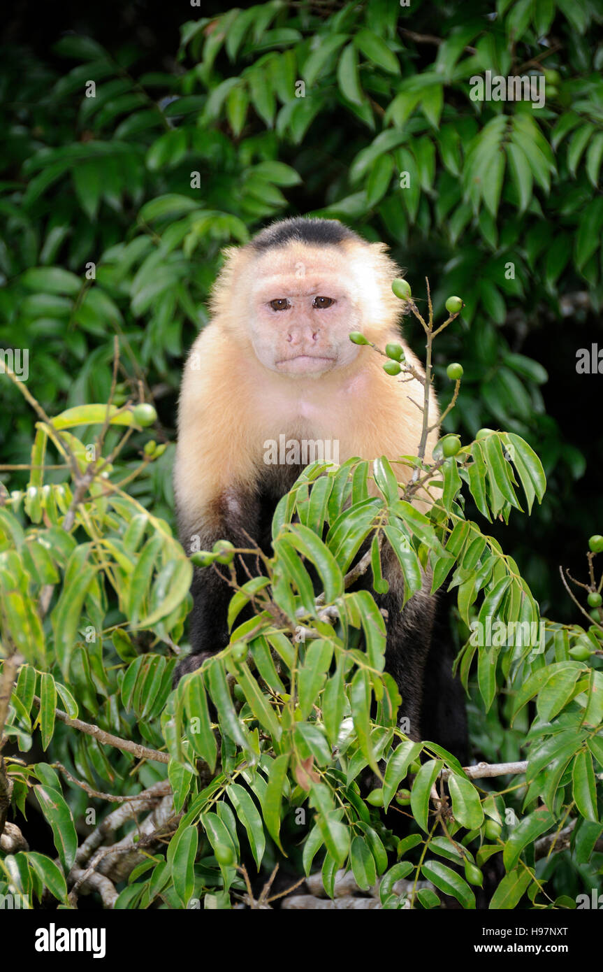 Bianco-testa di scimmia cappuccino, foresta pluviale, Gamboa, Panama Foto Stock