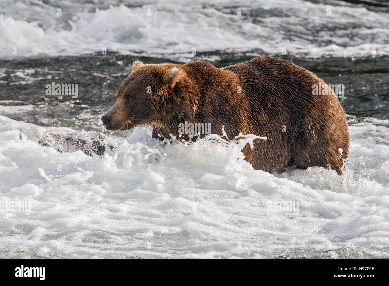 Un maschio di orso bruno passeggiate attraverso le rapide sotto Brooks Falls, Katmai National Park, Alaska Foto Stock