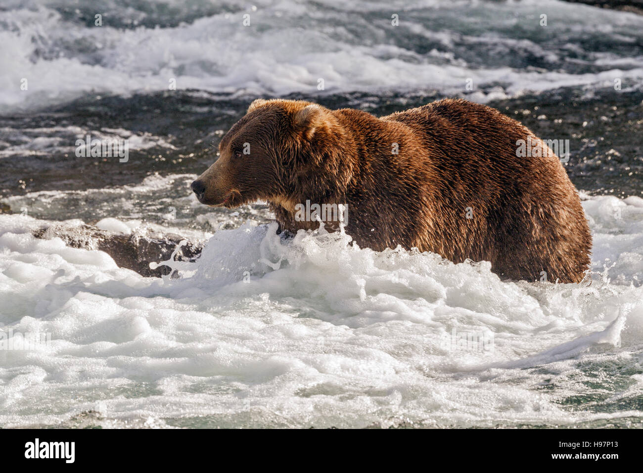 Un maschio di orso bruno passeggiate attraverso le rapide sotto Brooks Falls, Katmai National Park, Alaska Foto Stock