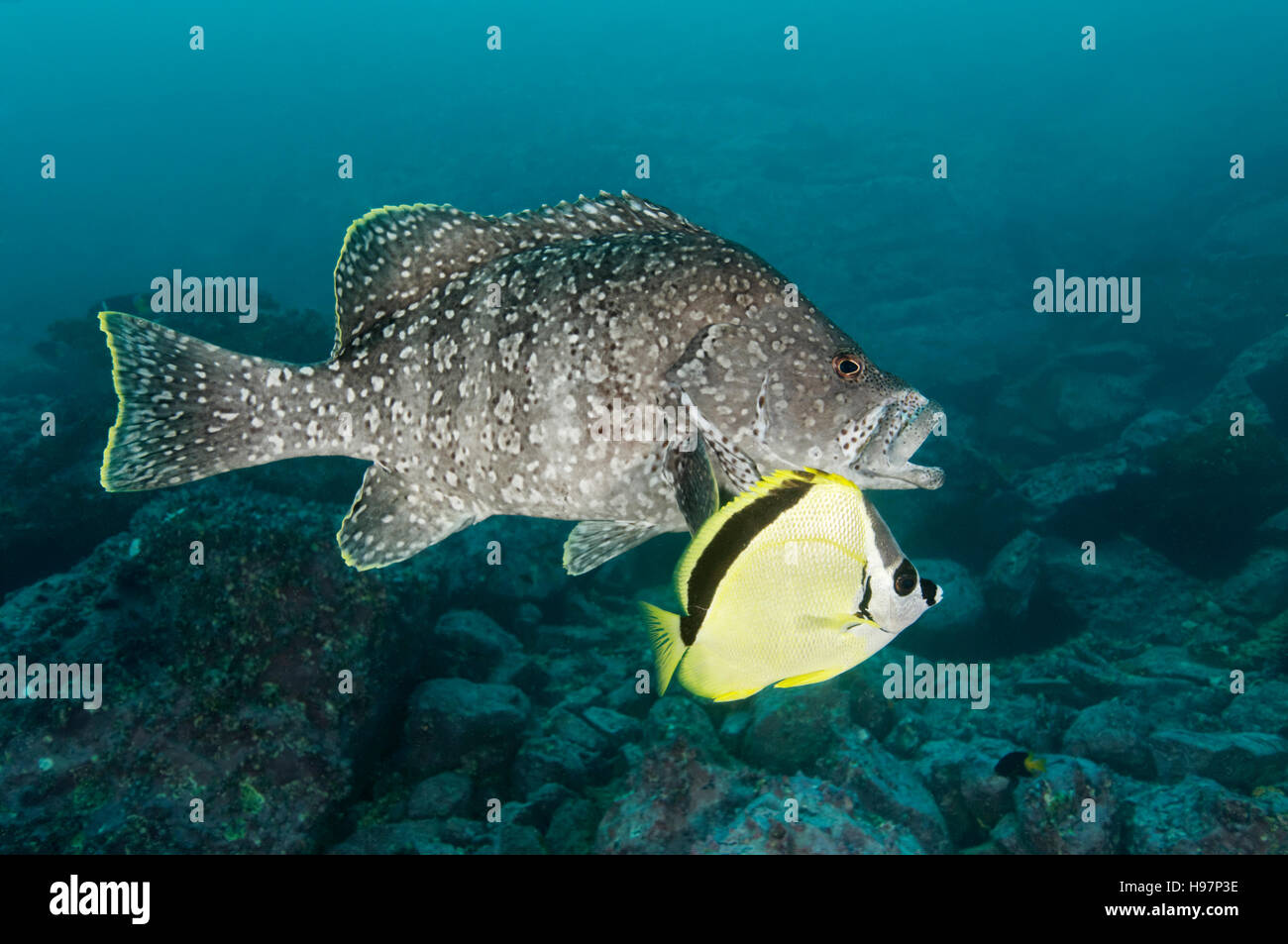 In pelle con bass Barberfish o Blacknosed butterflyfish, l'isola di Malpelo, Colombia, Oriente Oceano Pacifico Foto Stock