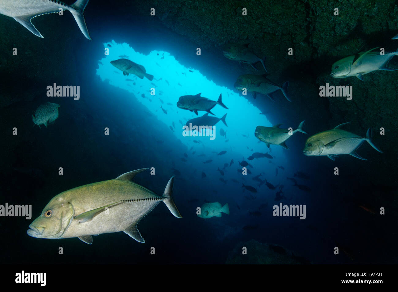 Scuola di Black Jack in una grotta, carangidi nero, l'isola di Malpelo, Colombia, Oriente Oceano Pacifico Foto Stock
