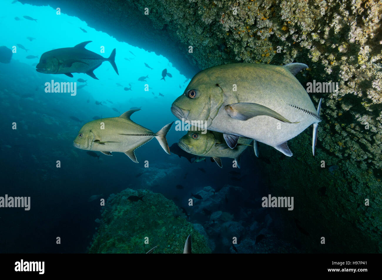 Scuola di Black Jack in una grotta, carangidi nero, l'isola di Malpelo, Colombia, Oriente Oceano Pacifico Foto Stock