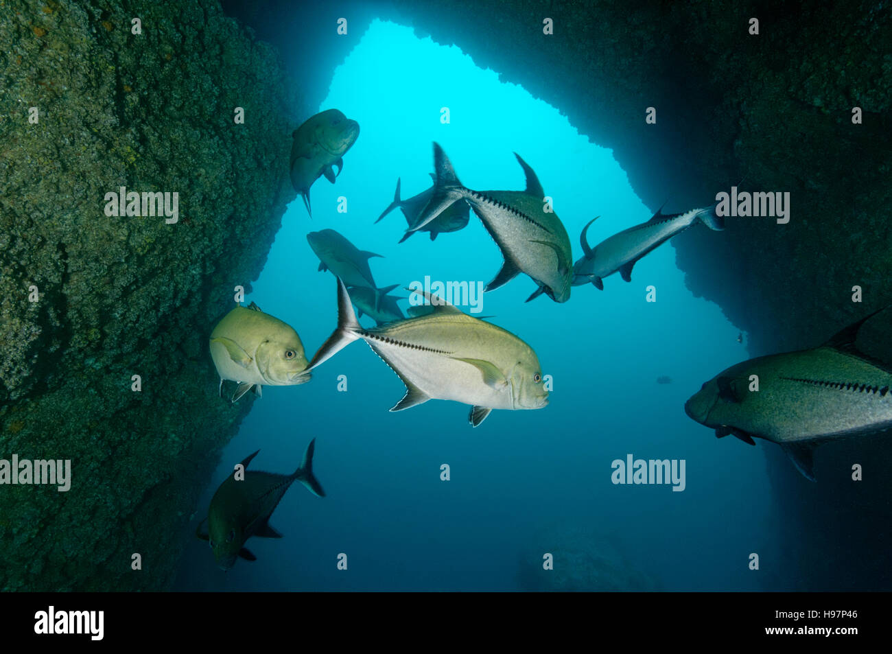 Scuola di Black Jack in una grotta, carangidi nero, l'isola di Malpelo, Colombia, Oriente Oceano Pacifico Foto Stock